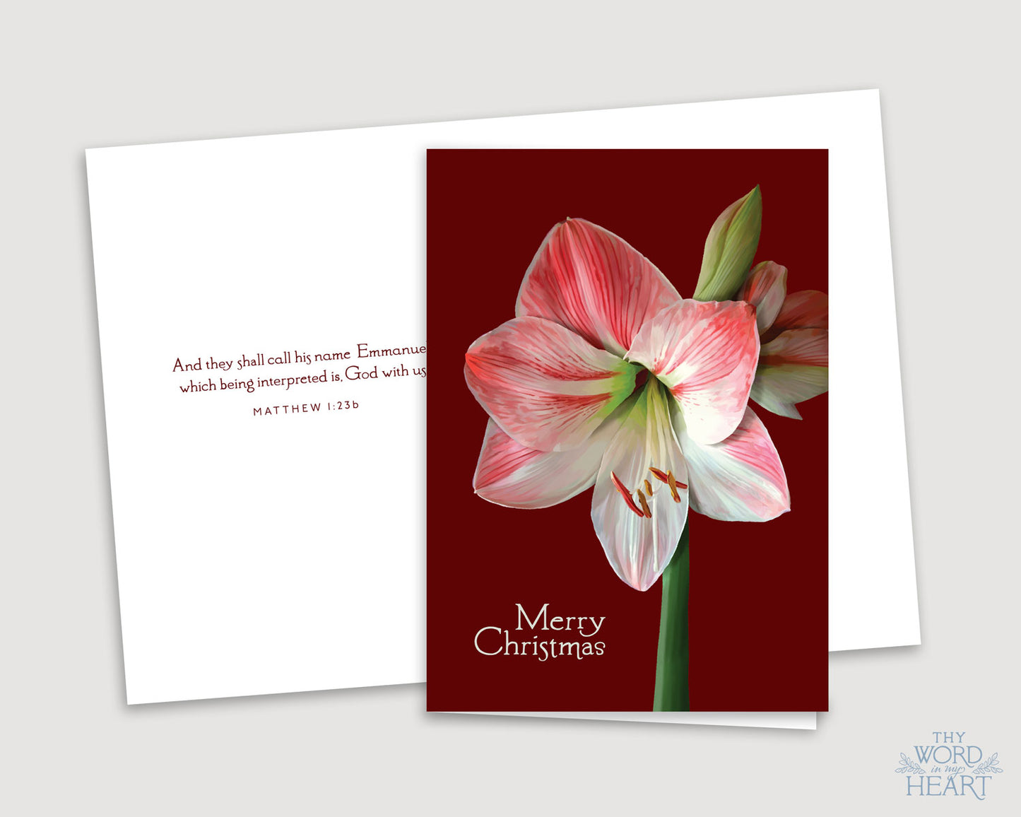 Greeting Card : Merry Christmas, Amaryllis