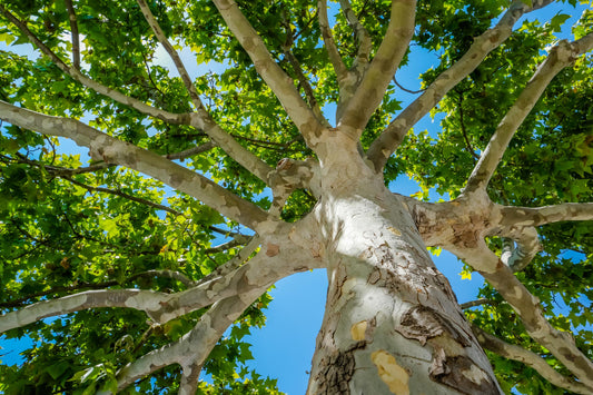 The God of Angel Armies… and Sycamore Trees